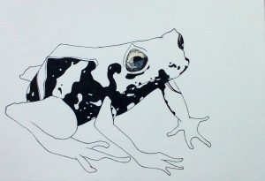 Drawing of a Shape-shifting Frog by Robert Chapman