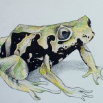 Drawing of a Shape-shifting Frog by Robert Chapman