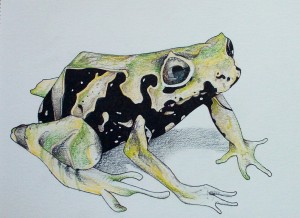 Drawing of a Shape-shifting Frog by Robert Chapman